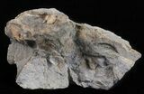 Hoploscaphites (Jeletzkytes) Ammonite Cluster- South Dakota #60245-1